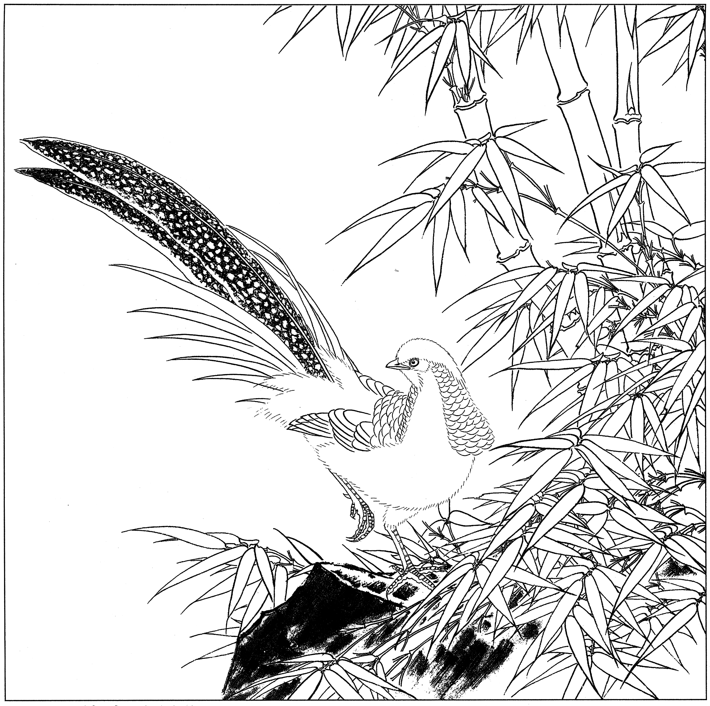 白描鸡图片大全,鸡的工笔画法