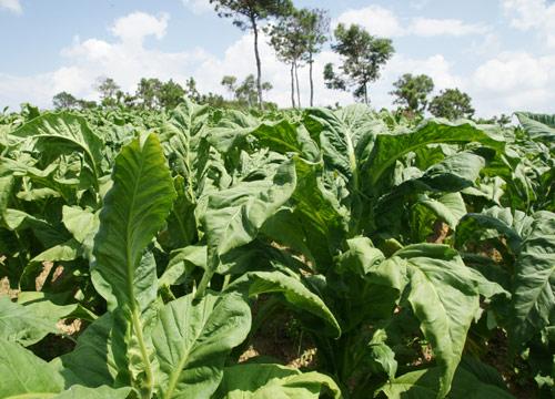 你不了解的*草烟**类型有哪些