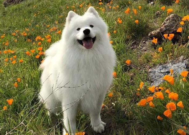 中国最受欢迎的10种狗,最受人喜爱的十种狗