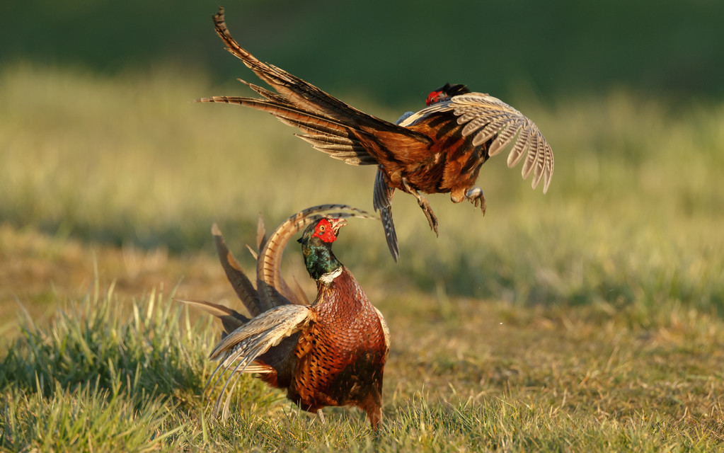 养殖山鸡应该注意什么,野鸡为什么不能飞