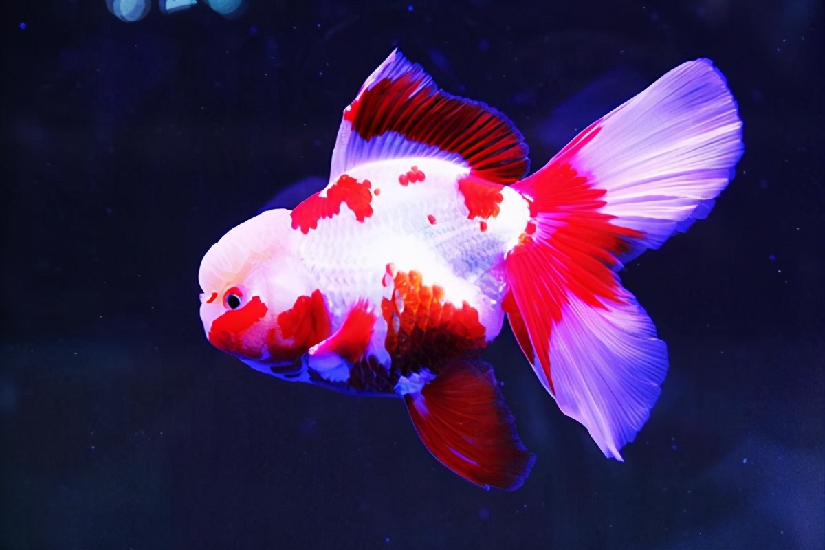 养兰寿鱼的技巧与注意事项,什么兰寿鱼最好养