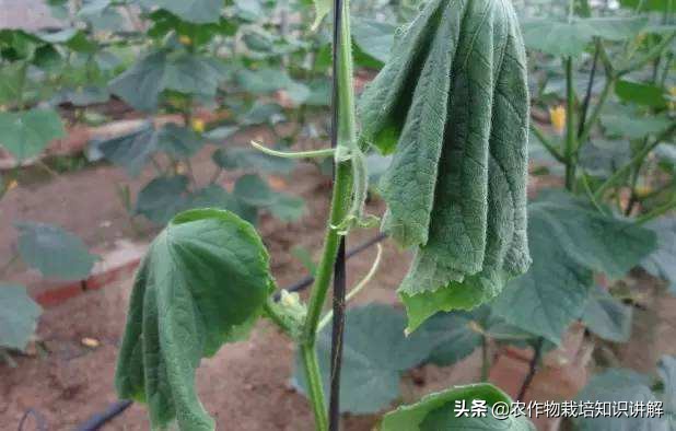 黄瓜死棵烂苗,黄瓜秧生病治疗小妙招