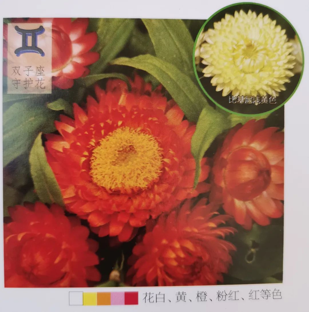 十二星座双子座的守护花,双子座守护花是什么星座