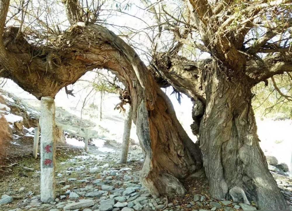 甘肃地震6.8级死亡人数现状,甘肃地震已致86人遇难新闻评价