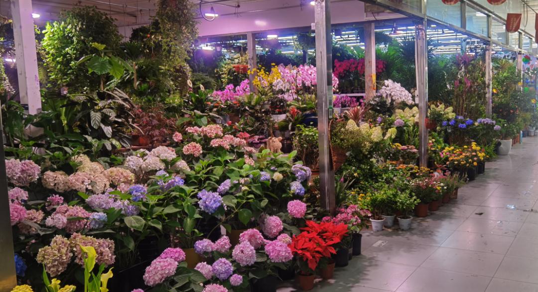 新发地疫情爆发一个月后,北京花市现在怎么样了?