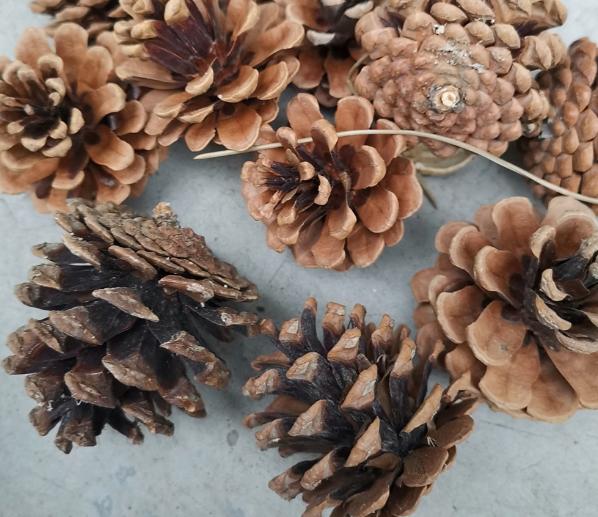 花根不透气了会怎样,花根不透气怎么办