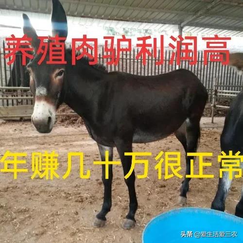 农村冷门家庭养殖业投资小利润,农村冷门养殖行业赚钱