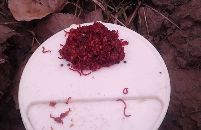 污水处理池红虫怎么处理,手破了碰到红虫了怎么处理