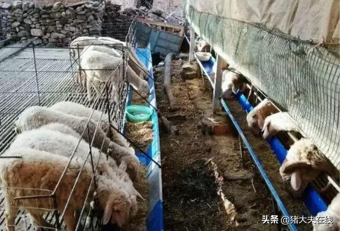 羊出现羊尿结石该怎么办？