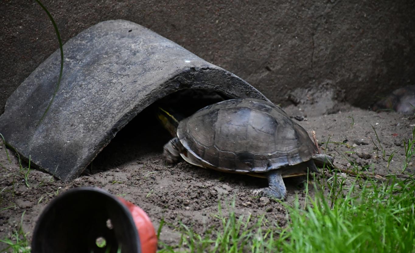 新手养龟怎么冬眠好,天气太热龟龟怎么养好一点