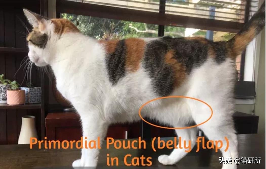 猫咪术后感染是什么表现,猫咪做完手术应激是怎么造成的