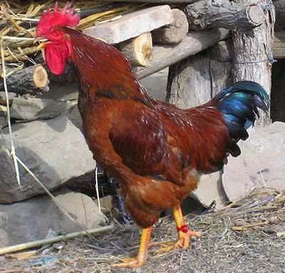 吃鸡要注意哪些东西的安全,吃鸡的忌口