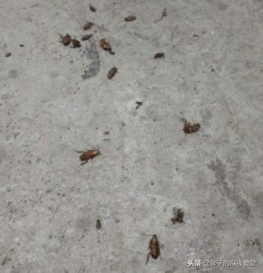 蟑螂最怕3个克星专治蟑螂,蟑螂怕什么它会自己走出来
