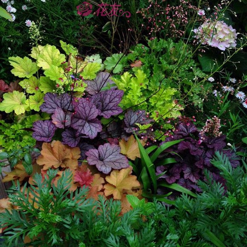 最好看的草花照片,各种草花图