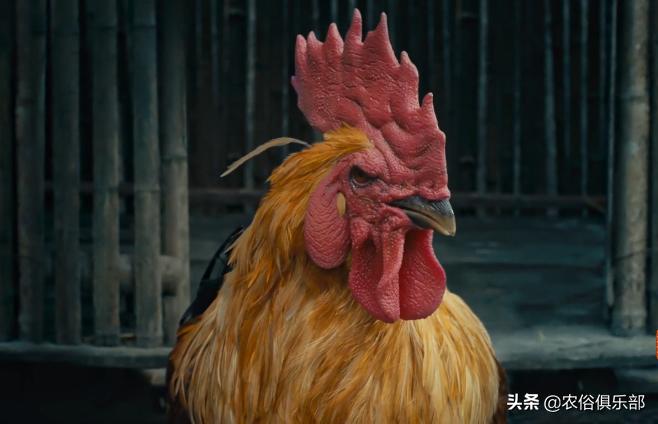 农村出殡为什么要杀一只鸡,下葬杀公鸡有什么忌讳