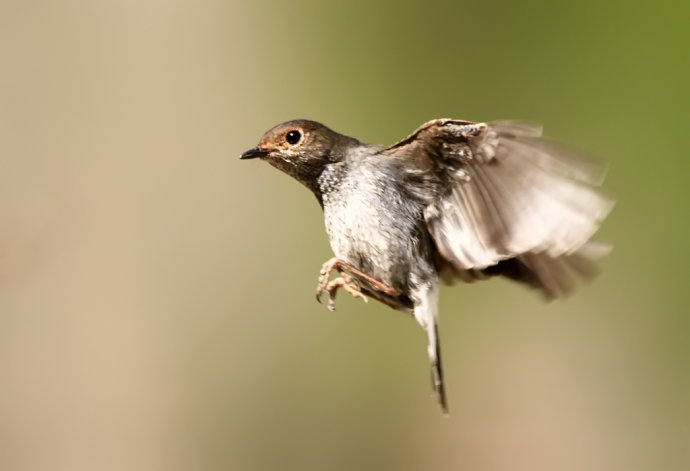小鸟受伤怎么救治,小鸟受伤了怎么给自己治病