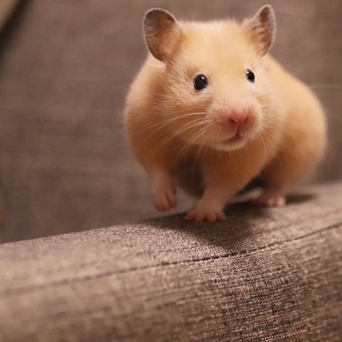 仓鼠缺点,仓鼠的缺点有什么