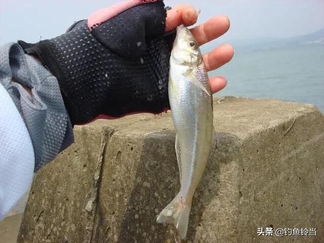 沙尖鱼钓法,沙尖鱼习性