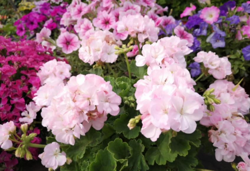 天竺葵几月份是开花旺季,天竺竹为什么夏天不开花