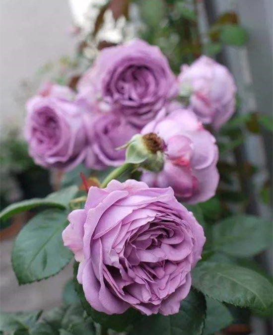 无刺四季开花藤本月季品种有哪些,耐热又耐寒的藤本月季有哪些品种