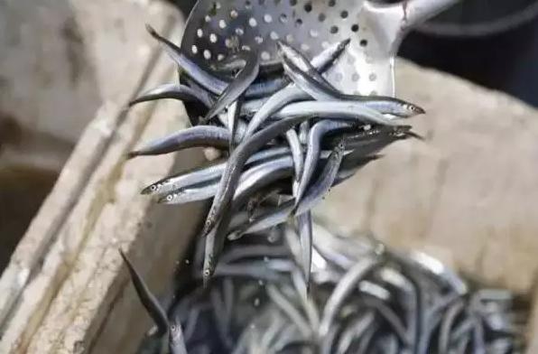 青岛西海岸30多项特产！这鱼还登上央视成了网红