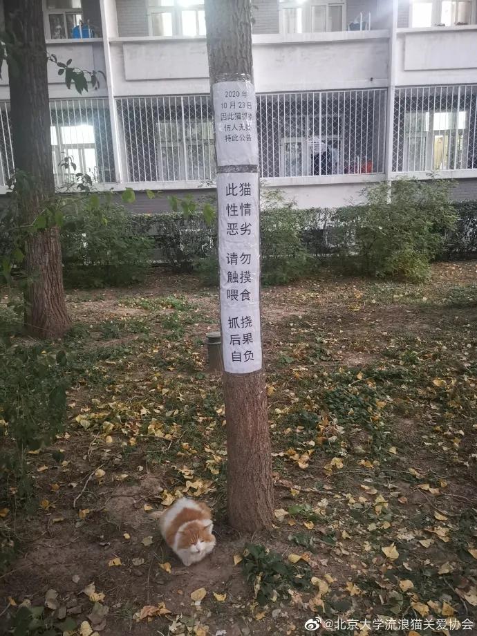 一到毕业季,我们大学的校猫就疯了哈哈哈