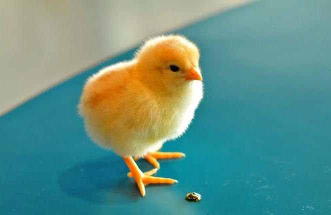 鸡为什么越来越弱,雏鸡太弱