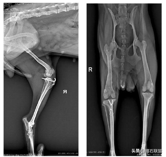 泰迪狗畸形,预防泰迪犬髌骨脱位哪款软骨素好
