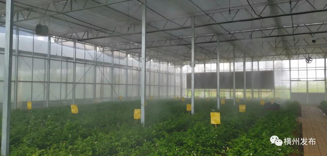 横州茉莉花产业产值,横州市茉莉花发展集团有限公司