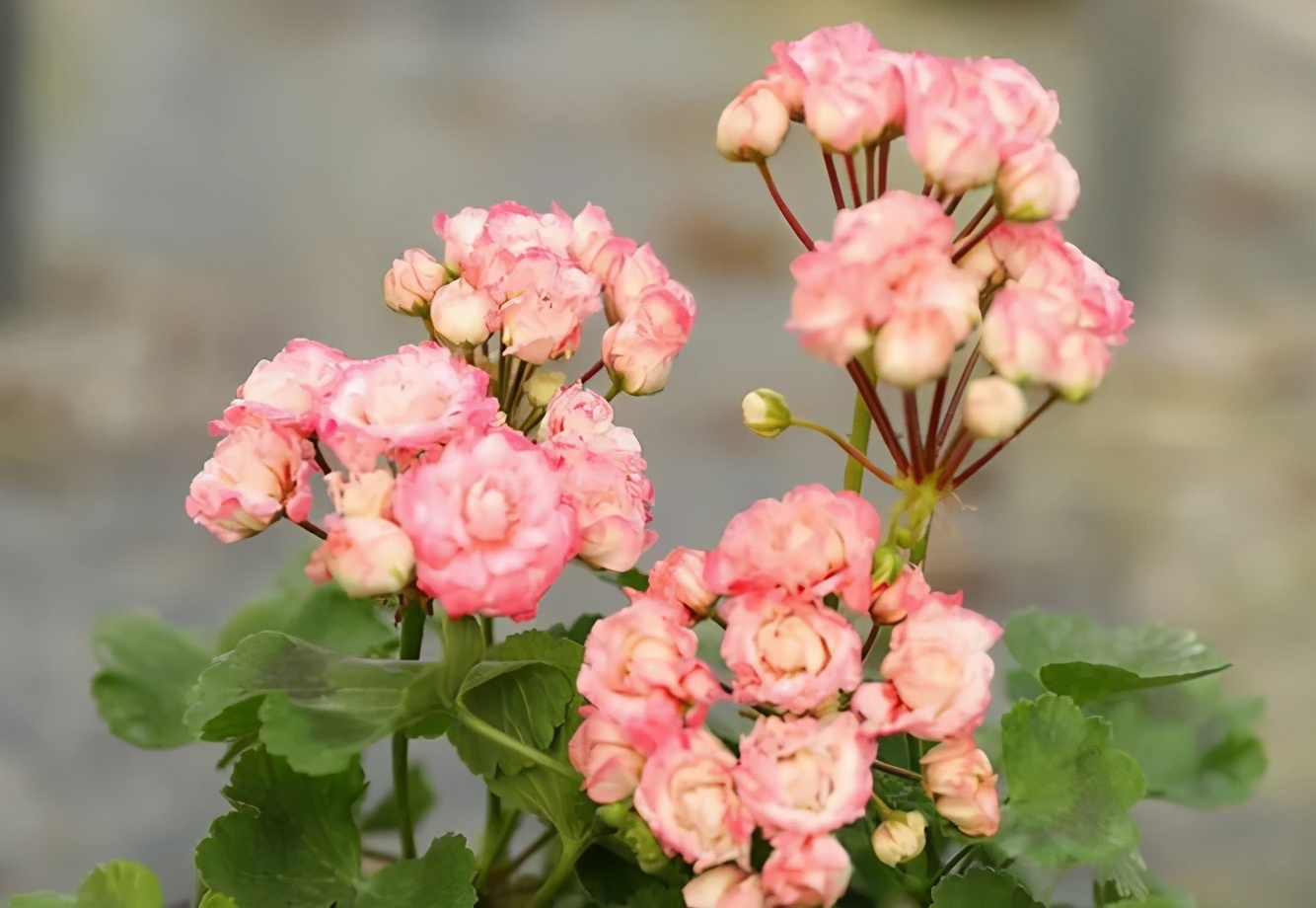 这种花别乱浇水水越多越不开花,这种花不怕冷好养易活