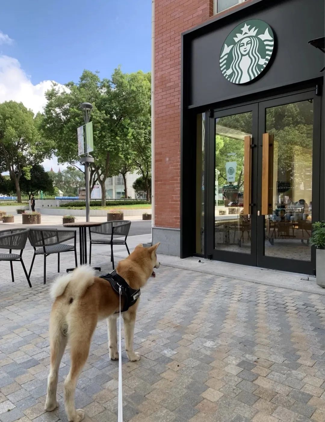 2022年上海遛狗圣地,2021上海遛狗圣地