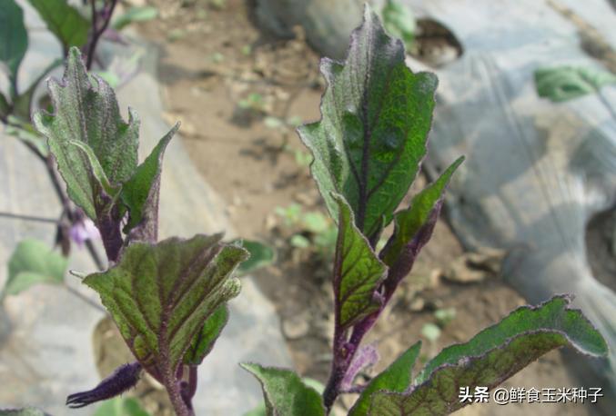 夏季蔬菜栽培高温的预防措施,各种茄果类蔬菜适宜的生长温度