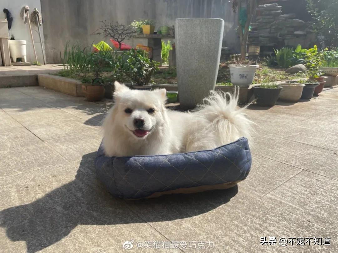 中华田园犬小时候的可爱图片,中华田园犬颜值天花板小奶狗