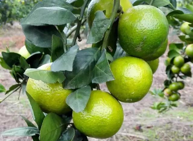 贡柑特点,贡柑的特点是什么