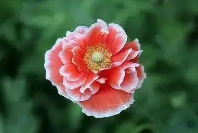 100种花的英文和花语是什么,100种花的花语以及送花礼仪分享