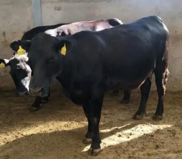 牛爱吃塑料是怎么回事,牛吃土吃粪需要什么元素