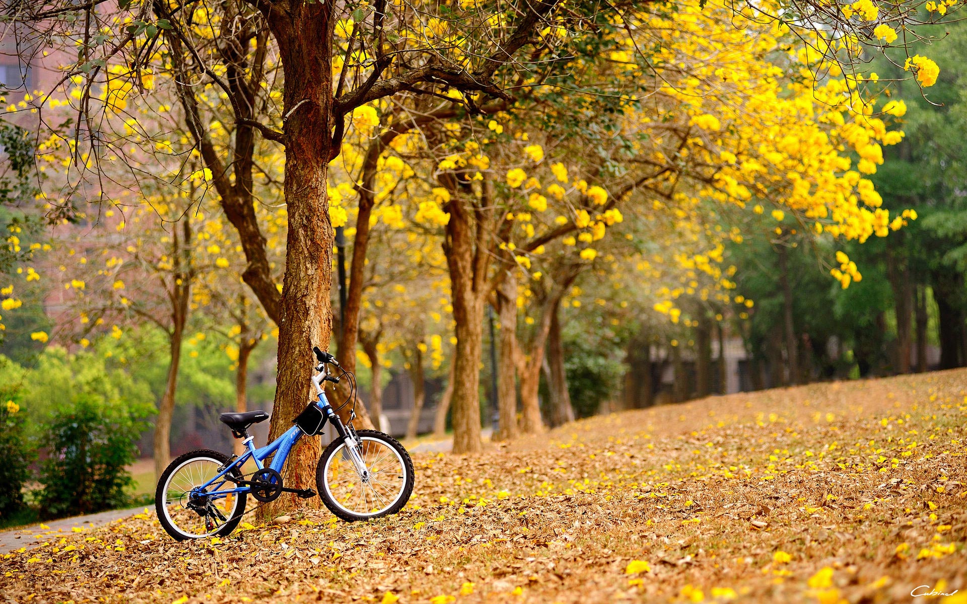 骑行摔车的正确姿势,南宁山地车租赁平台