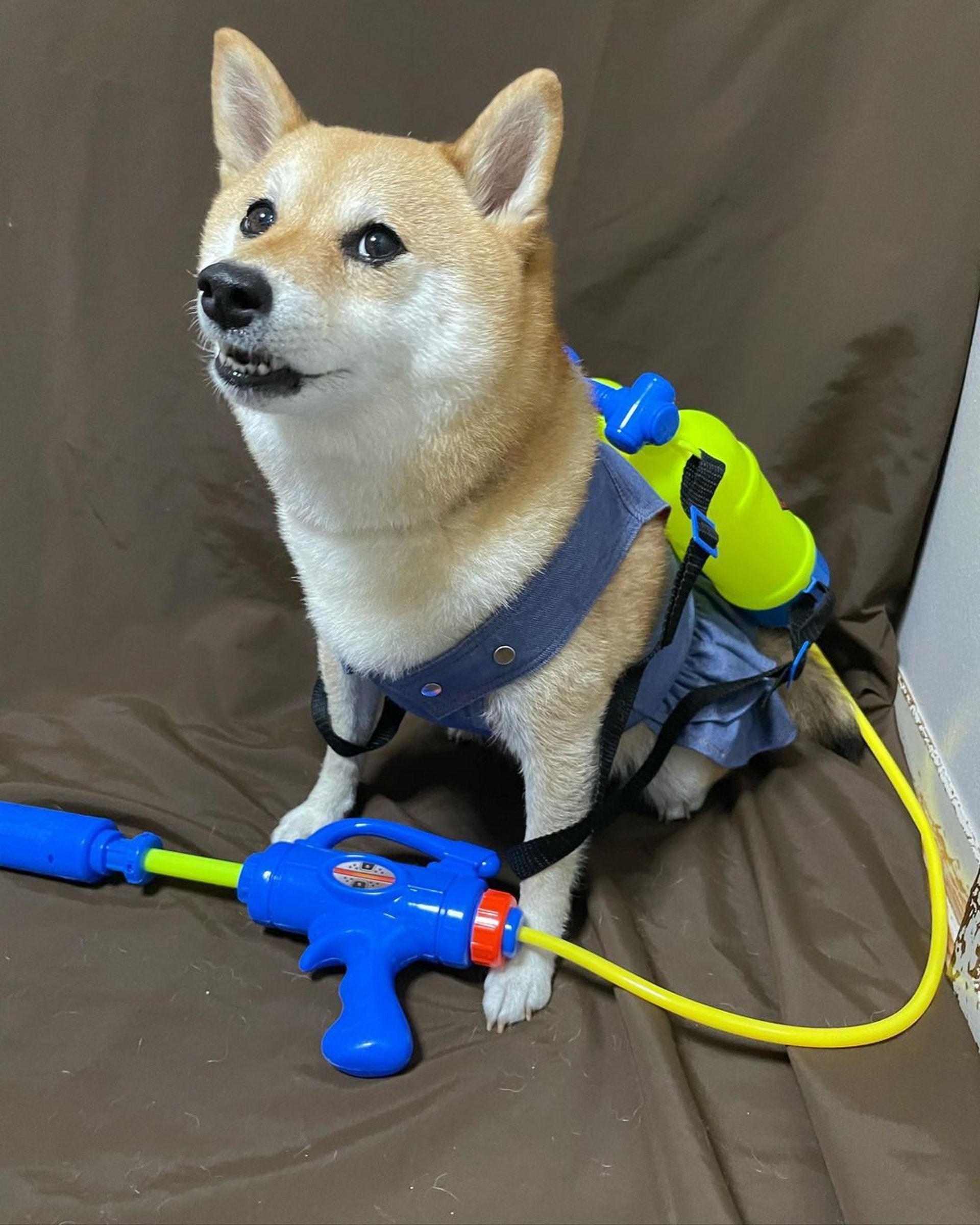 被砖头压住了!影帝柴犬超入戏25个连自己也骗倒的瞬间