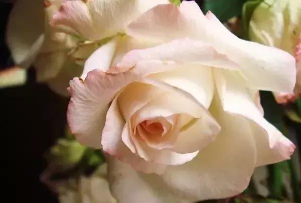 100种玫瑰品种图鉴大全,100种玫瑰品种图解