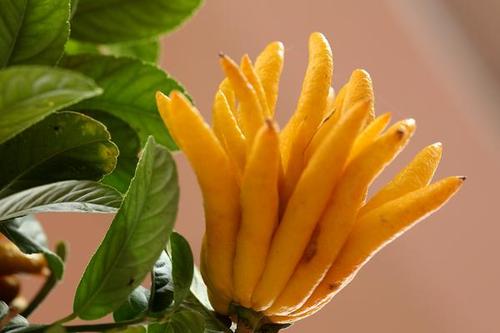 盆栽佛手多结果有什么技巧方法,金佛手千佛手青佛手有什么区别吗