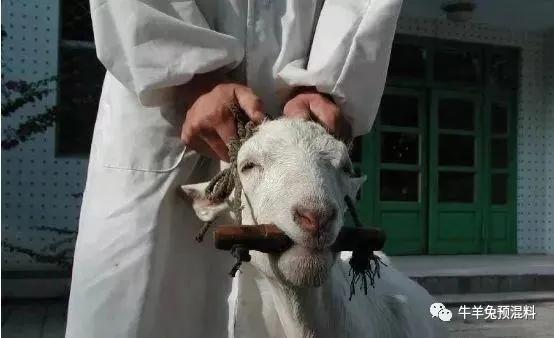 羊瘤胃酸中毒的症状及解决办法,羊瘤胃胀气治疗方法