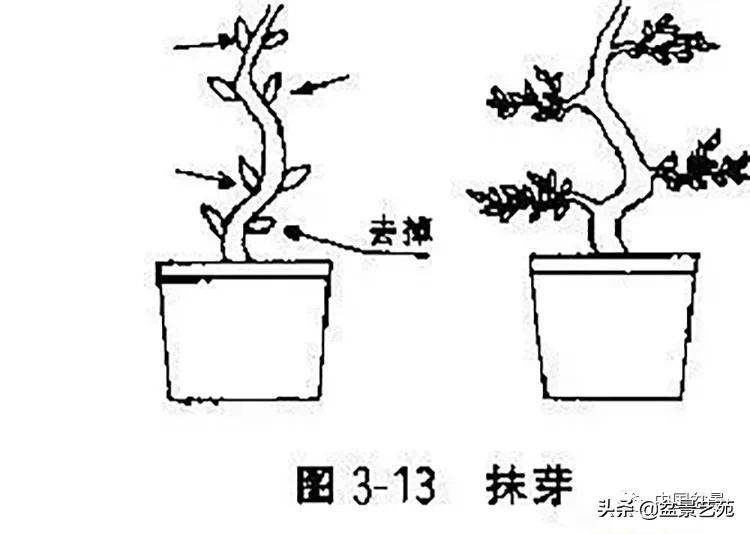 金银花盆景的修剪方法,盆景的修剪知识与技法