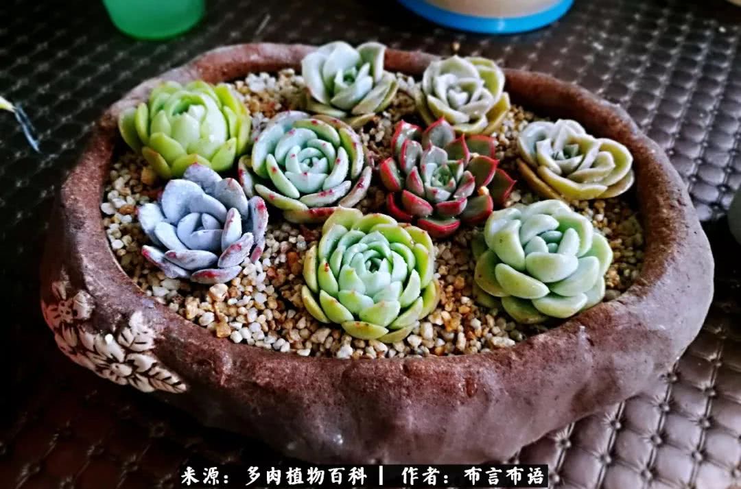 多肉的真实生活感悟,多肉的生活感悟