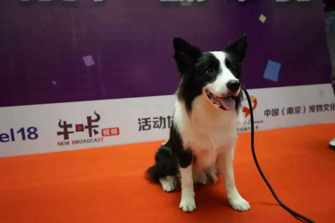 宠物生活节南京,南京宠物文化节活动