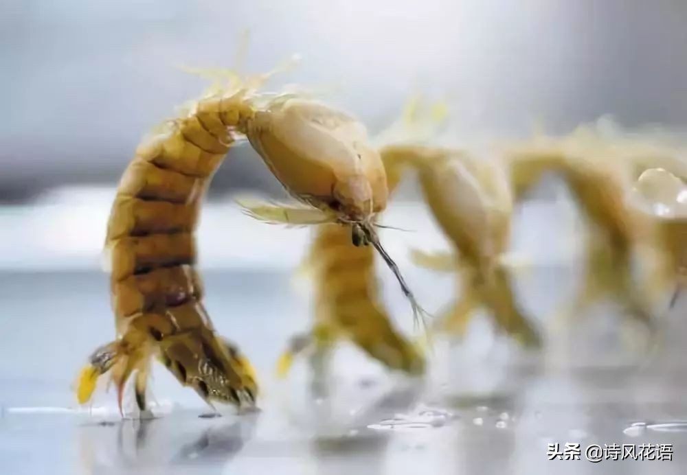 家乡印象海鲜,家乡味道舌尖上的美食