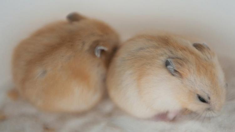 金丝熊仓鼠两只一起养怎么养,分享日常养宠经验之仓鼠