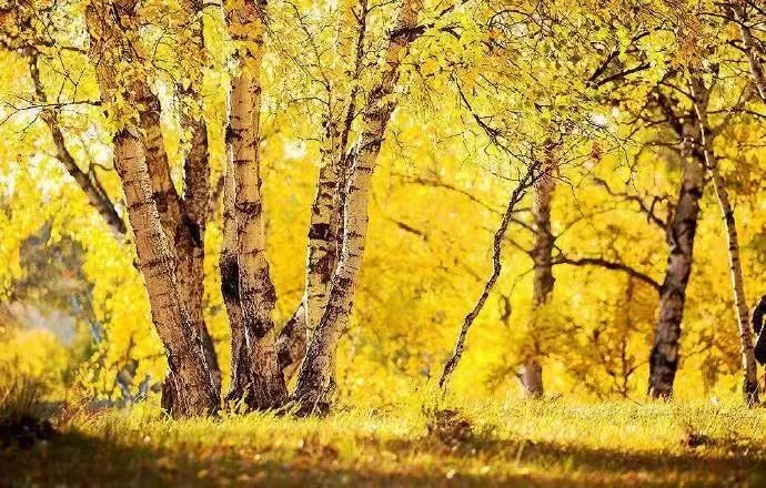 延安黄陵：醉美金秋仙遇黄陵