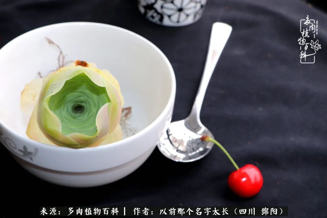 山地玫瑰夏天,山地玫瑰花怎么玩