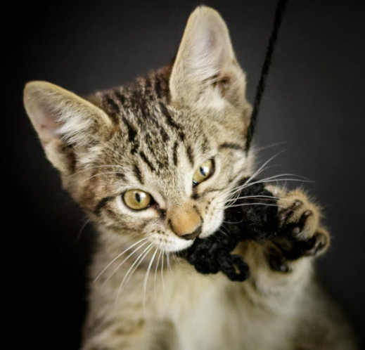 为什么猫咪也总容易吞入异物？发现猫咪吞食异物宠主要如何处理