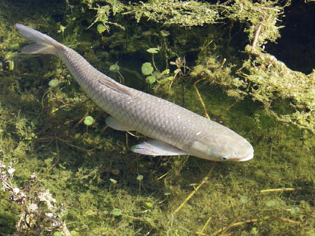 各种水生动物视频,景观淡水鱼有哪些图片